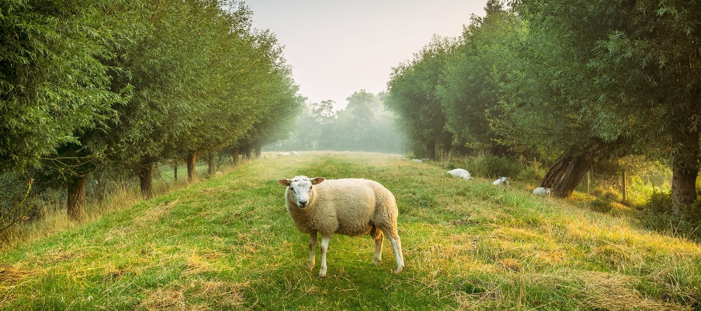 Nouveaux tissus décoratifs pour le printemps et l'été